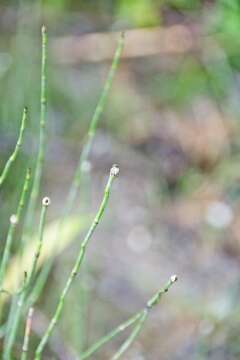 Image of variegated horsetail