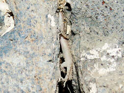 Image of Asia Minor Thin-toed Gecko