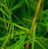 Image of graceful sedge