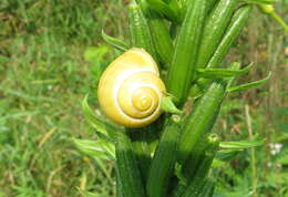 Image of White-lipped banded snail