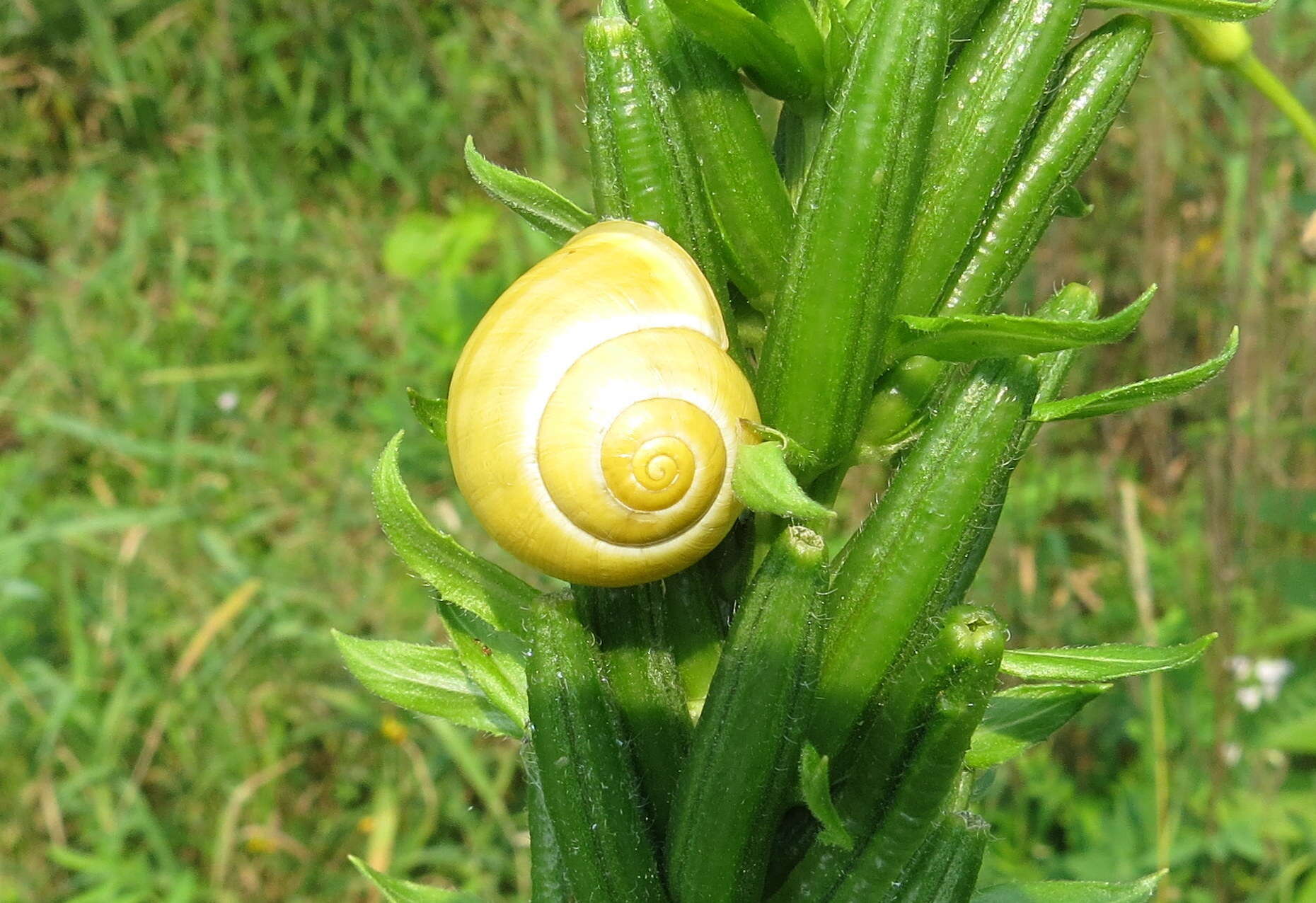 Image of White-lipped banded snail