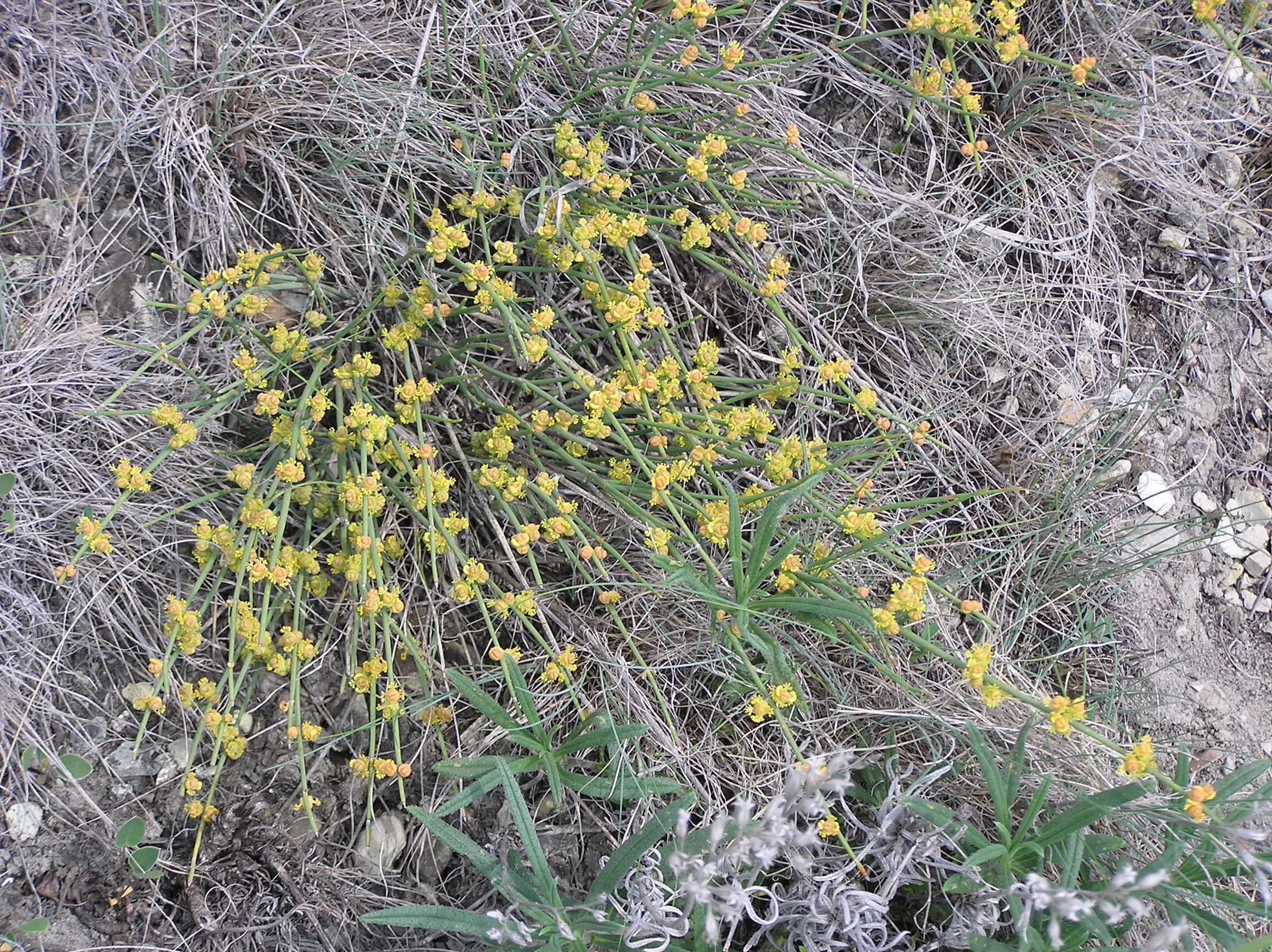 Image of Sea Grape