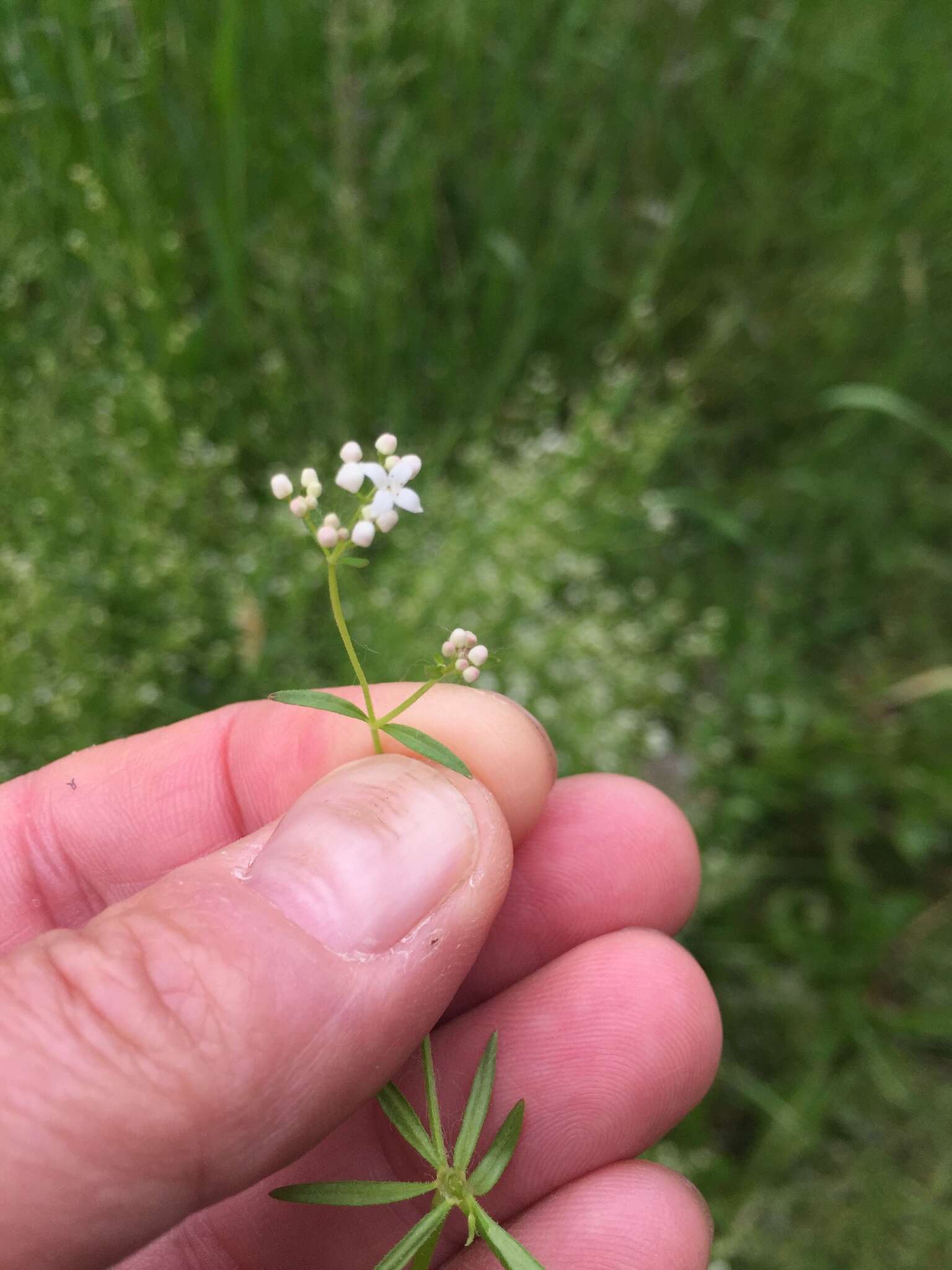 Image of Common Marsh-bedstraw