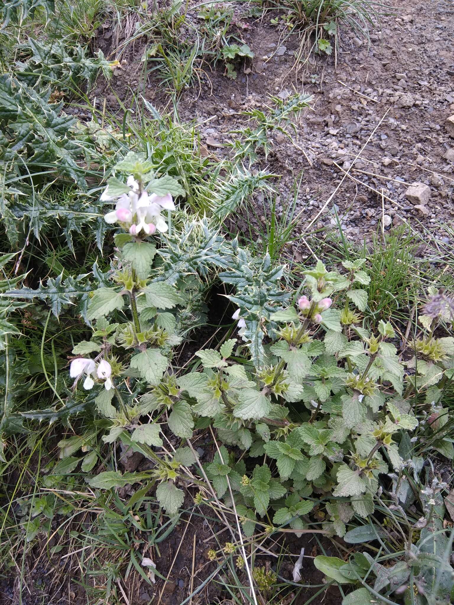 Image of Lamium tomentosum Willd.