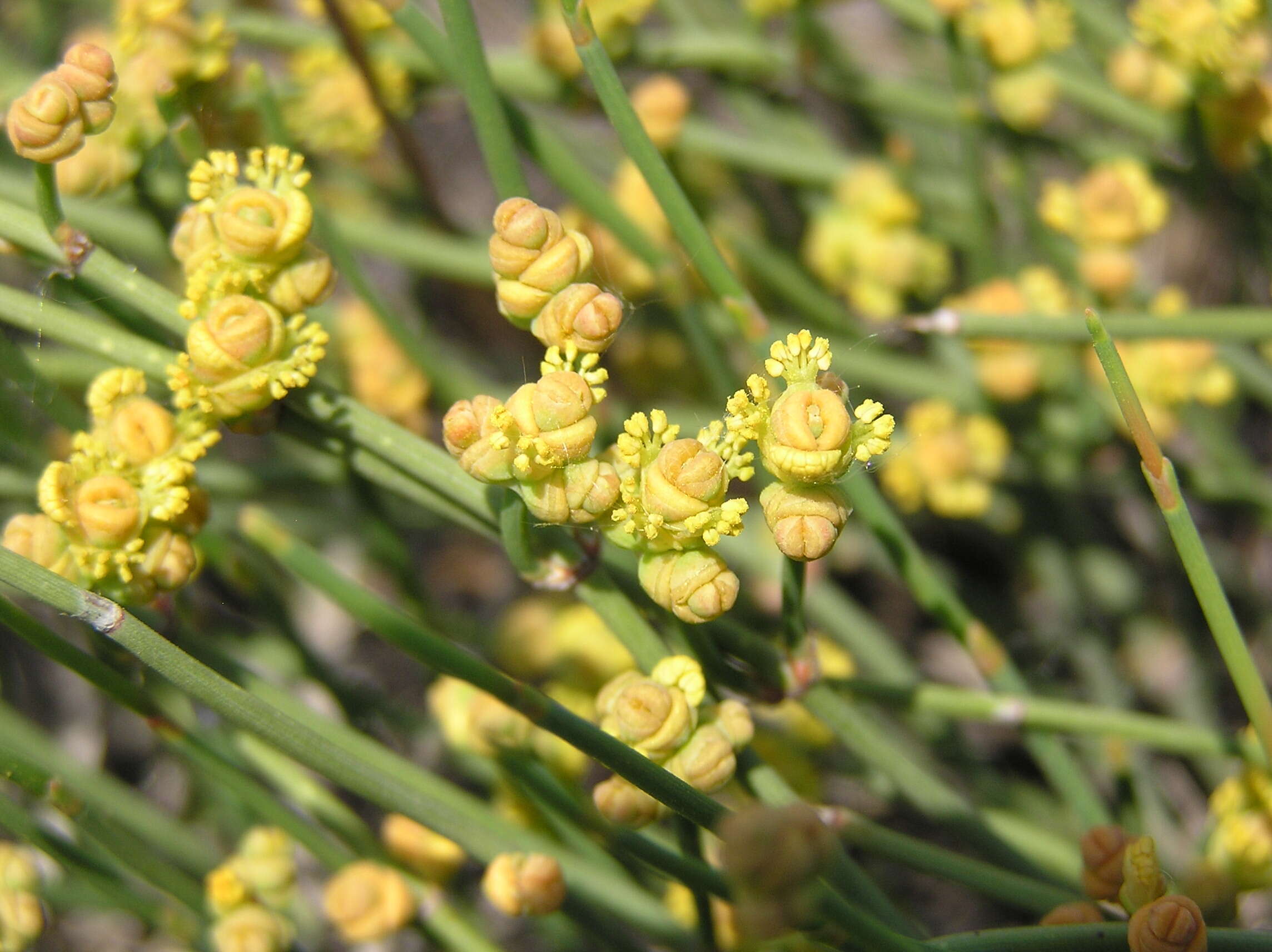 Image of Sea Grape