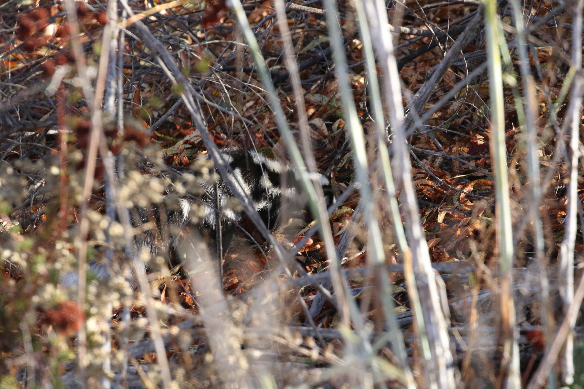 Image of Western Spotted Skunk