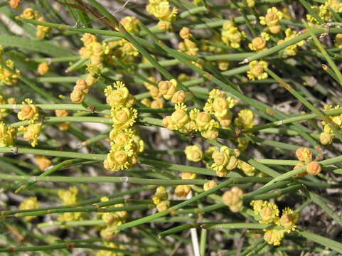 Image of Sea Grape