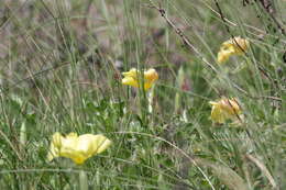 Image of beach evening primrose