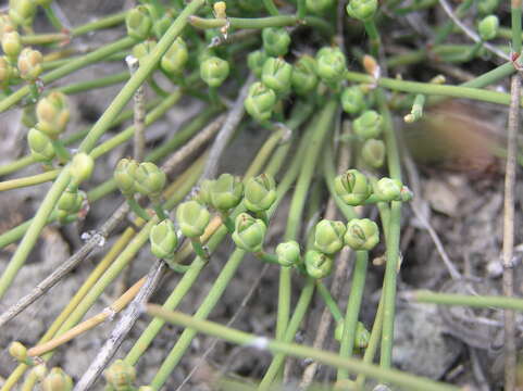 Image of Sea Grape