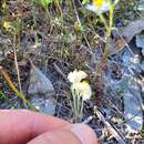 Plancia ëd Hyalosperma cotula (Benth.) P. G. Wilson