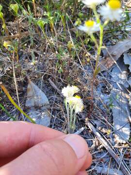 Image of Hyalosperma cotula (Benth.) P. G. Wilson