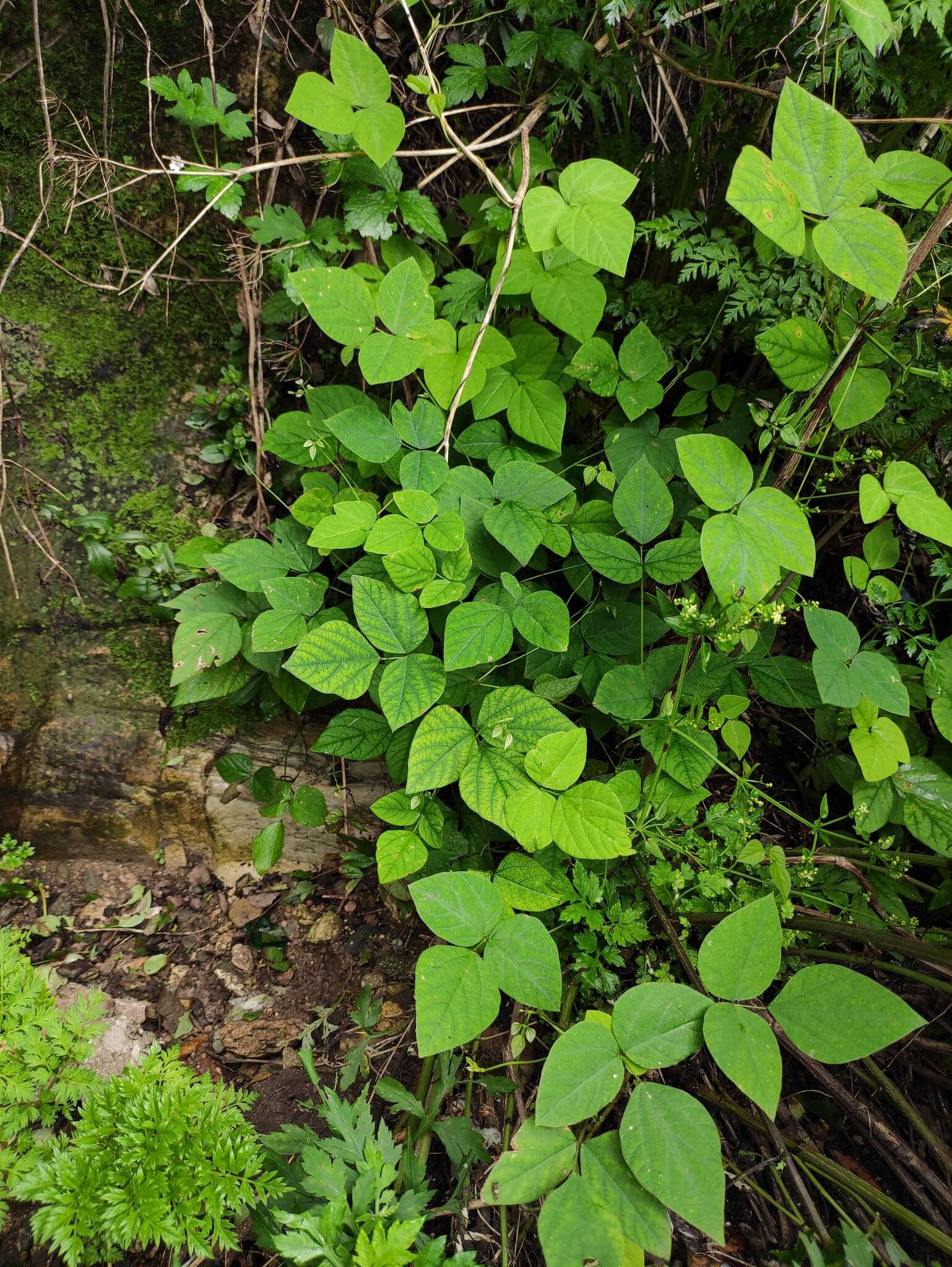 Image of Amphicarpaea edgeworthii Benth.