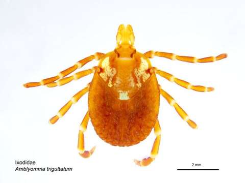 Image of Kangaroo tick