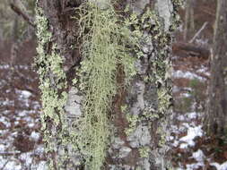 Image of beard lichen