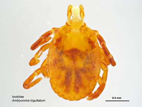 Image of Kangaroo tick