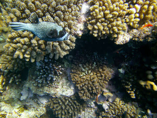 Image of Masked Puffer