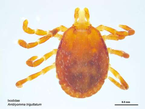 Image of Kangaroo tick