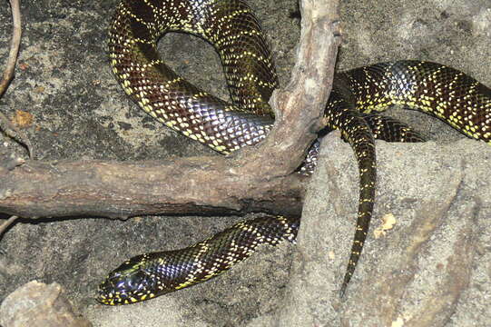 Слика од Lampropeltis getula (Linnaeus 1766)