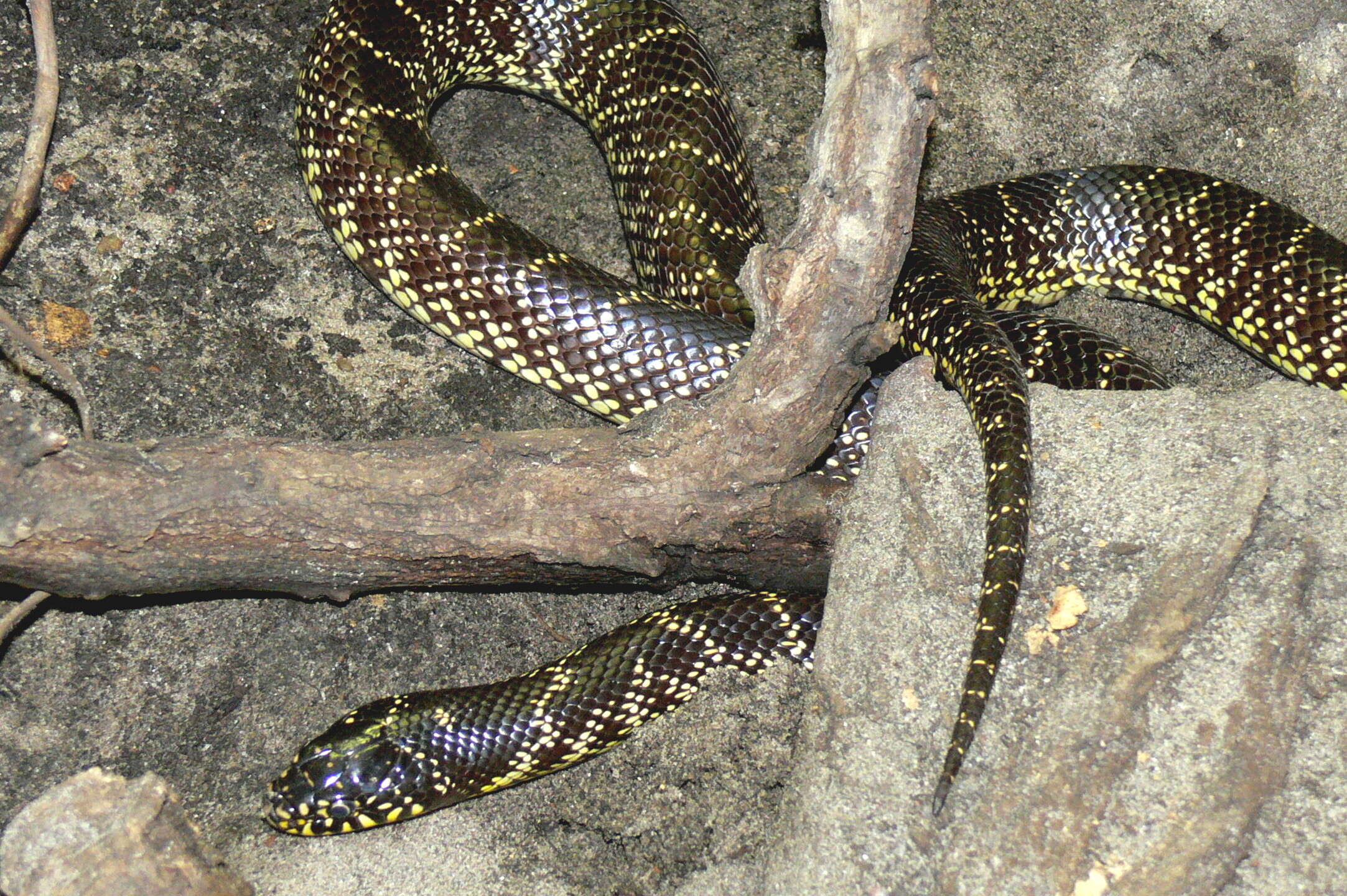 Слика од Lampropeltis getula (Linnaeus 1766)