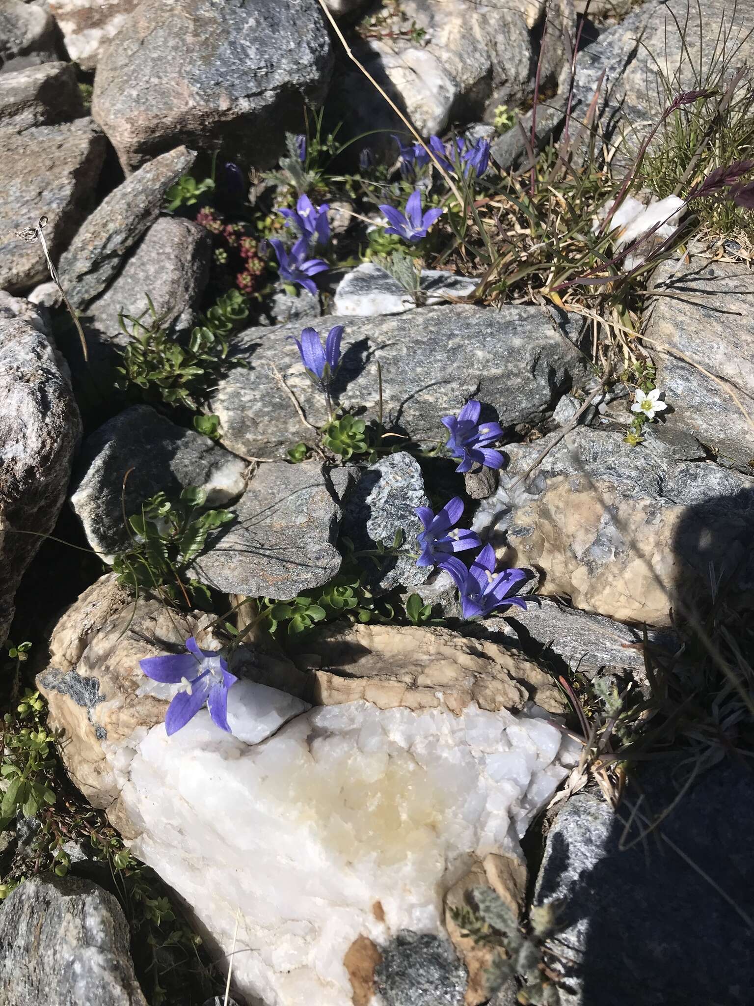 Image of Mount Cenis Bellflower