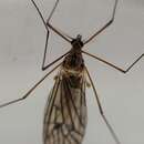 صورة Trichocera bimacula Walker 1848