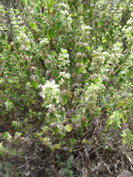 Image of Minthostachys acutifolia Epling