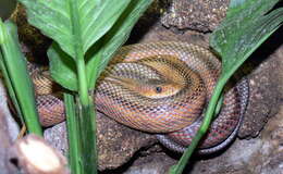 Image of Baird's Rat Snake