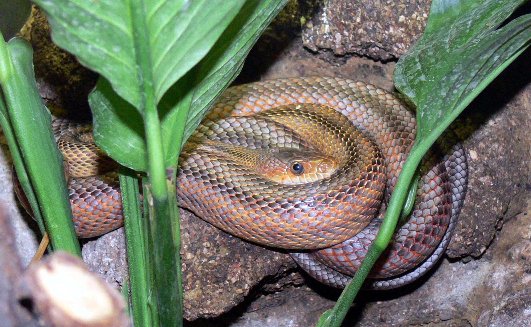 Image of Baird's Rat Snake