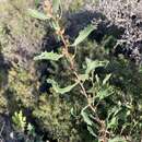 Image of Hakea anadenia Haegi