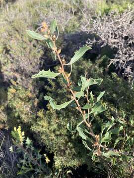 Image of Hakea anadenia Haegi