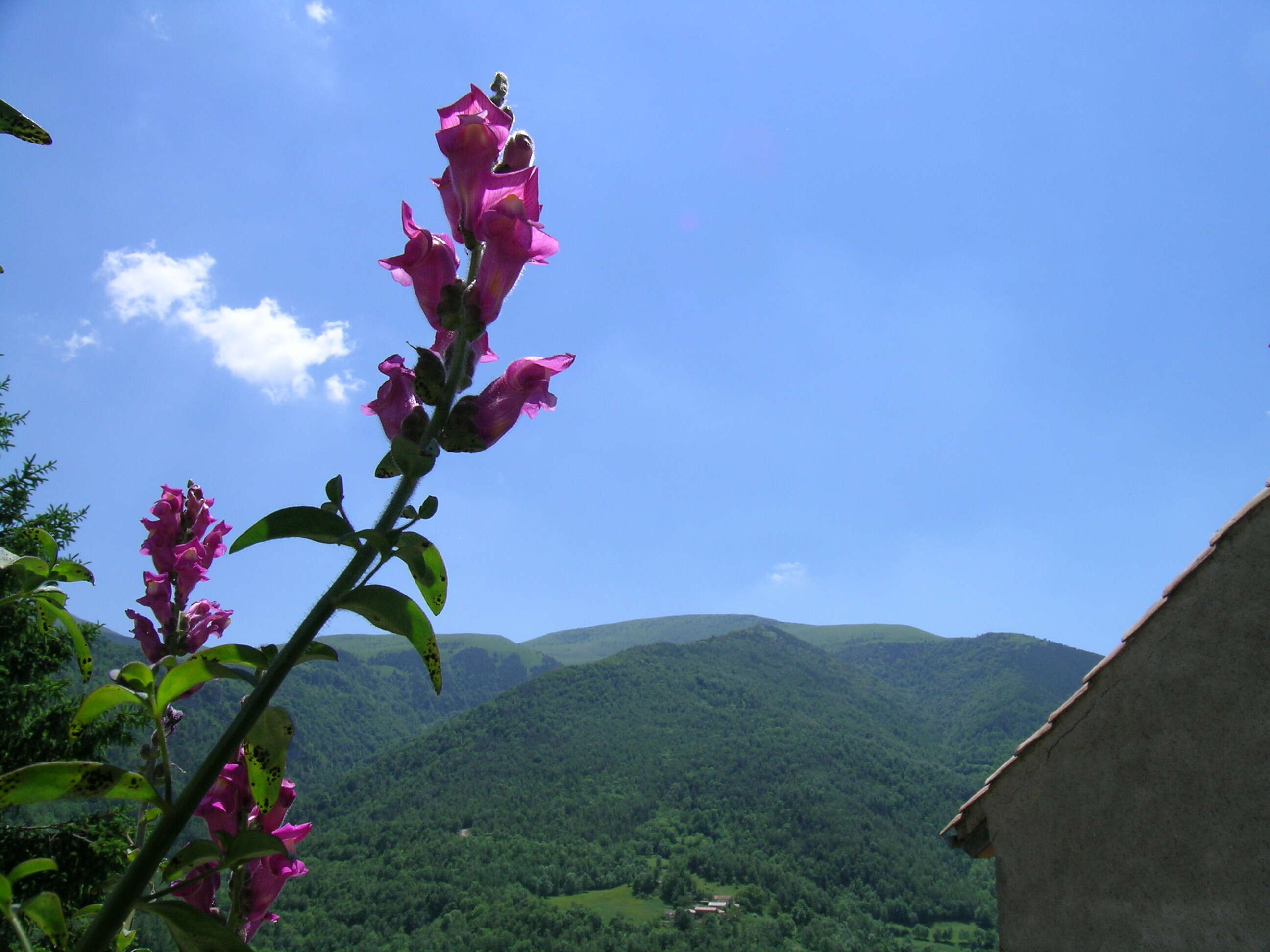 Image of garden snapdragon