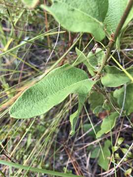 Image of Florida ticktrefoil