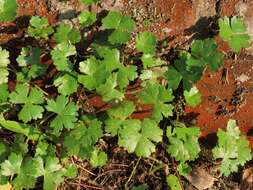 Imagem de Hydrocotyle batrachium Hance