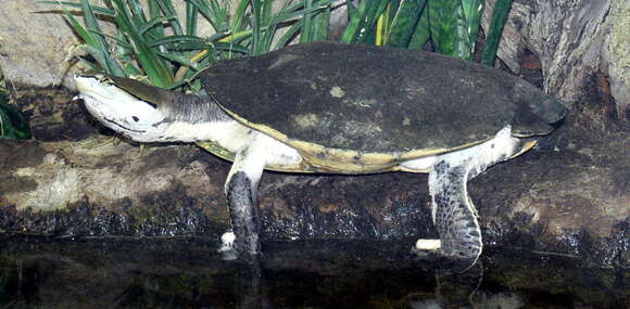 Image of Hilaire’s Side-necked Turtle