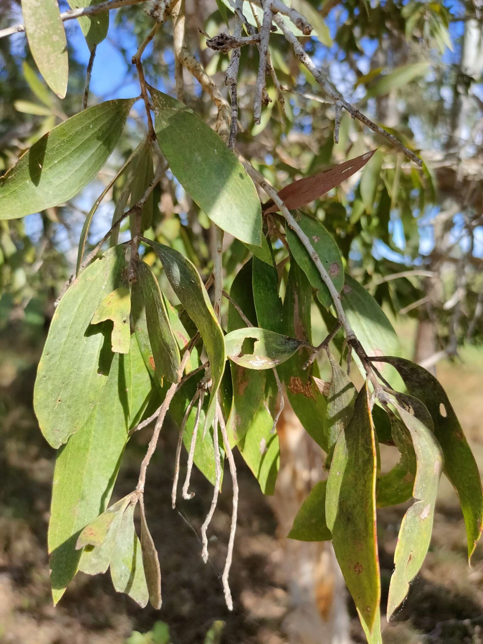 Sivun Melaleuca dealbata S. T. Blake kuva