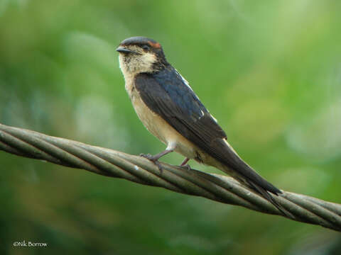 Image of Preuss's Cliff Swallow