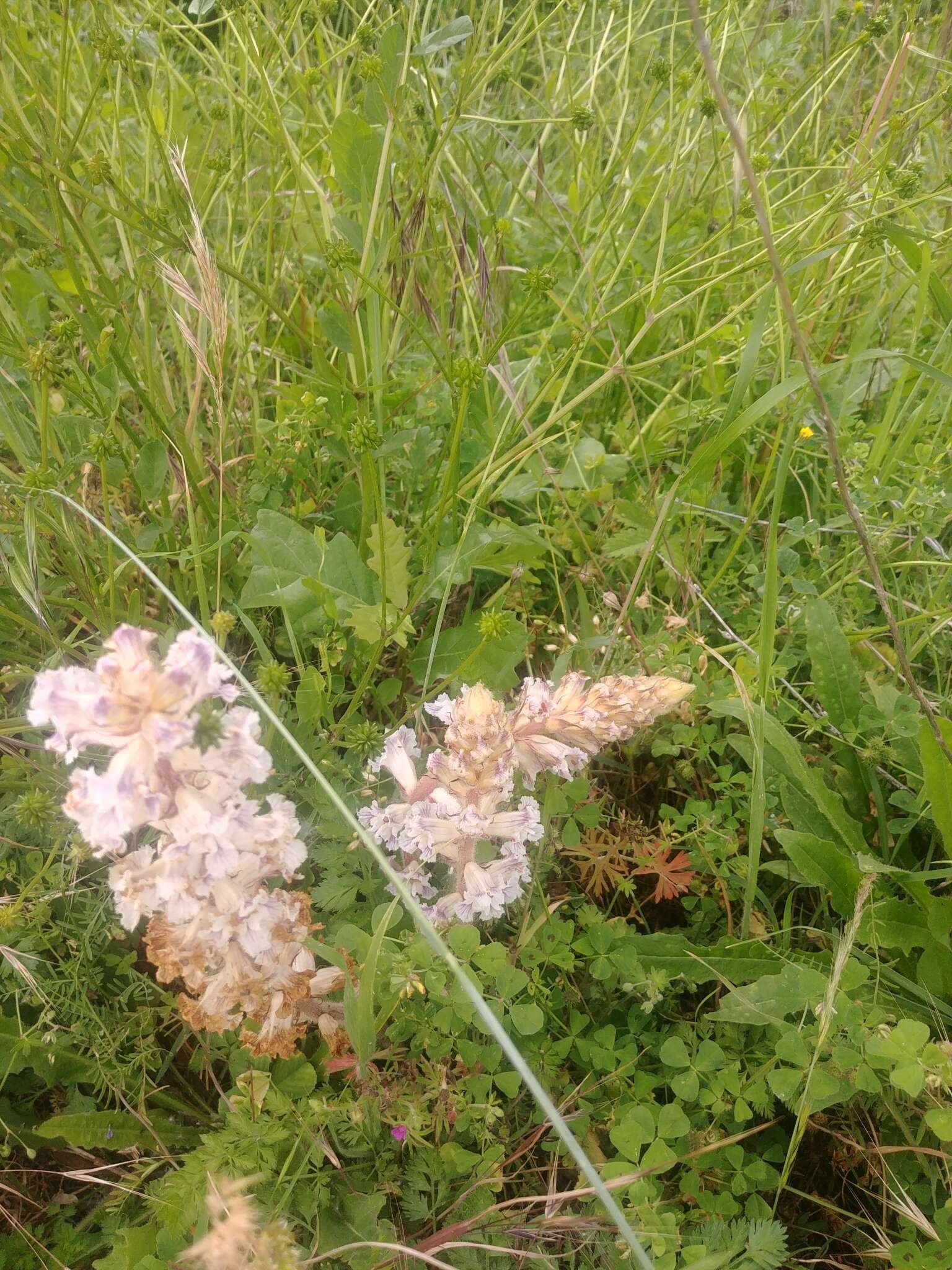 Image de Orobanche crenata Forsskál