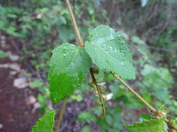 Image of Croton malvaviscifolius Millsp.