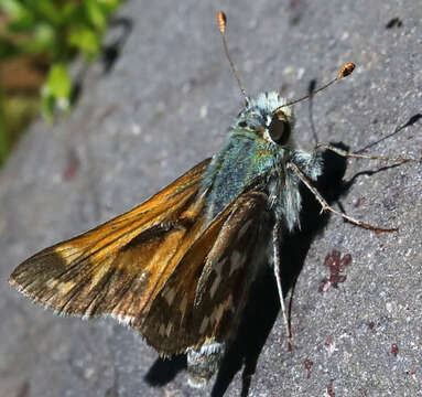 Image of Juba Skipper