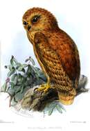 Image of Rufous Fishing Owl