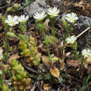 صورة Cerastium brachypetalum subsp. roeseri (Boiss. & Heldr.) Nym.