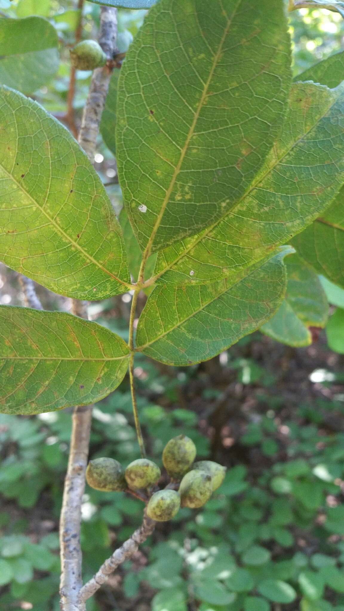 Sivun Commiphora pervilleana Engl. kuva