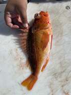 Image of Greenblotched rockfish