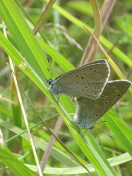 Image of Phengaris rebeli