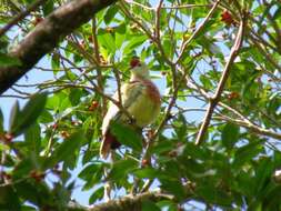 Image of Many-colored Fruit Dove