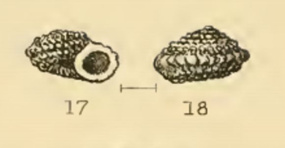 Image of Pseudoliotia