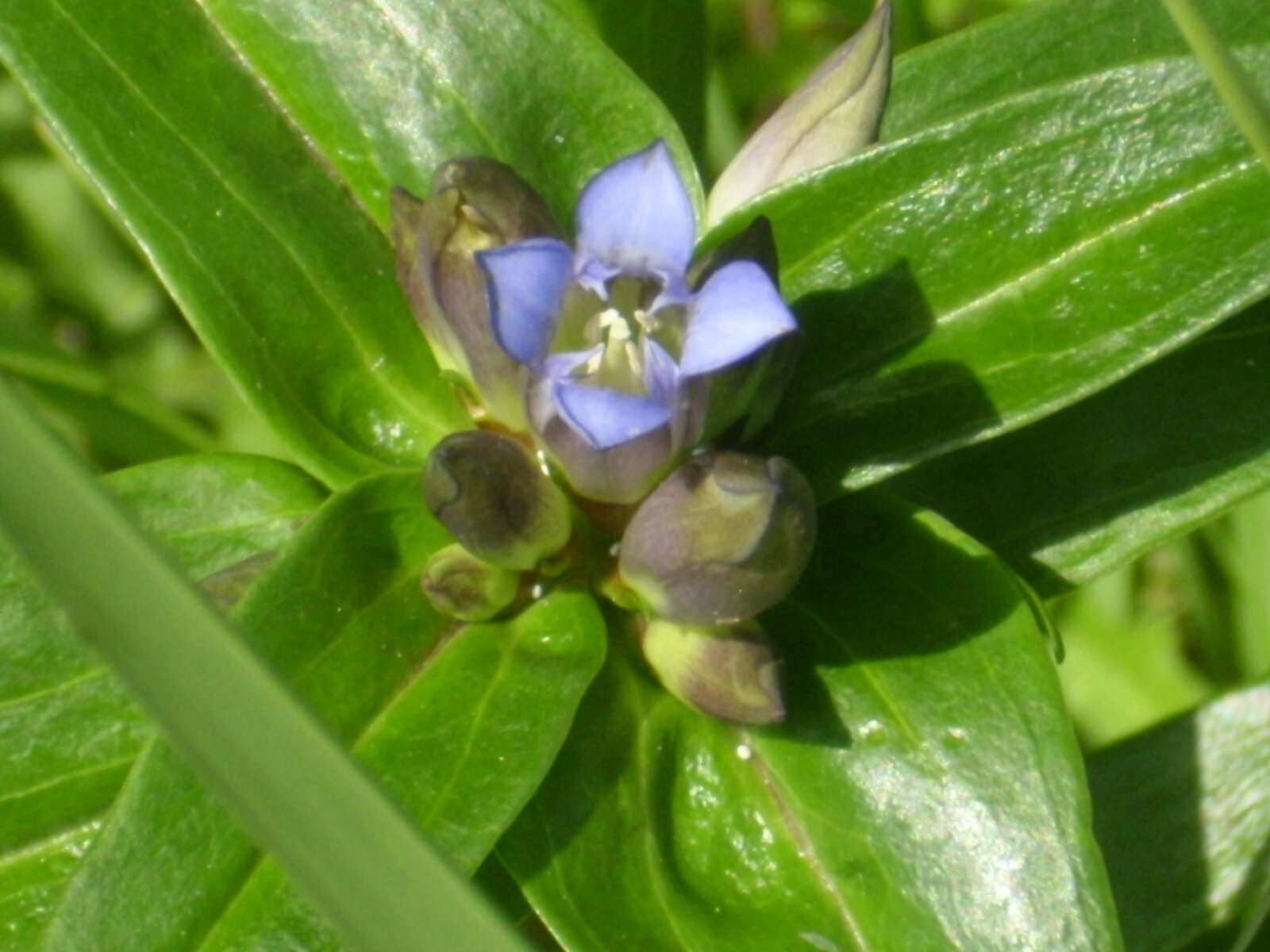 Image of Cross gentian