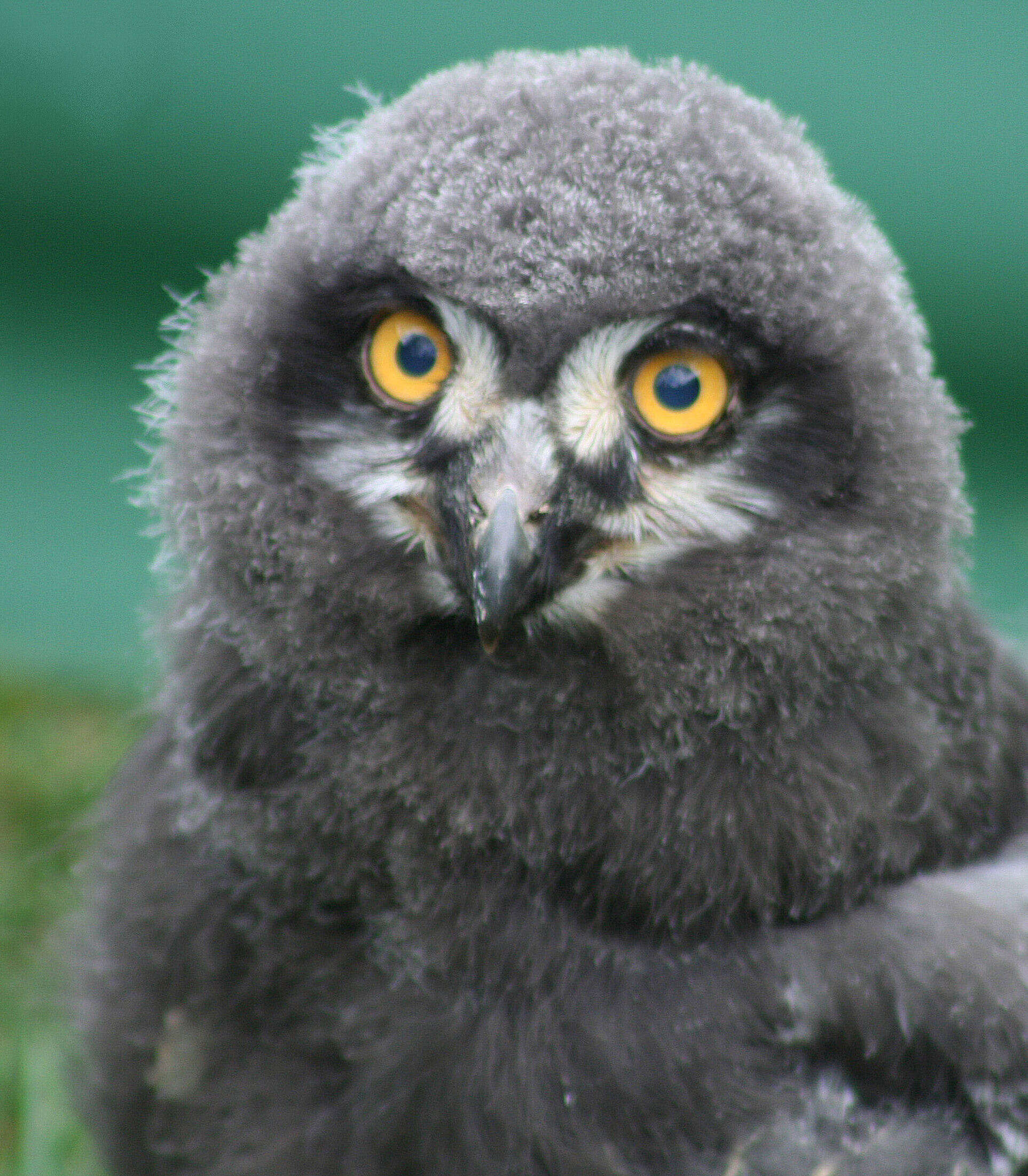 Image of Snowy Owl