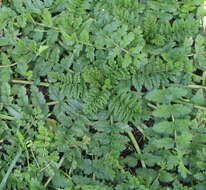 Слика од Erodium moschatum (L.) L'Her.