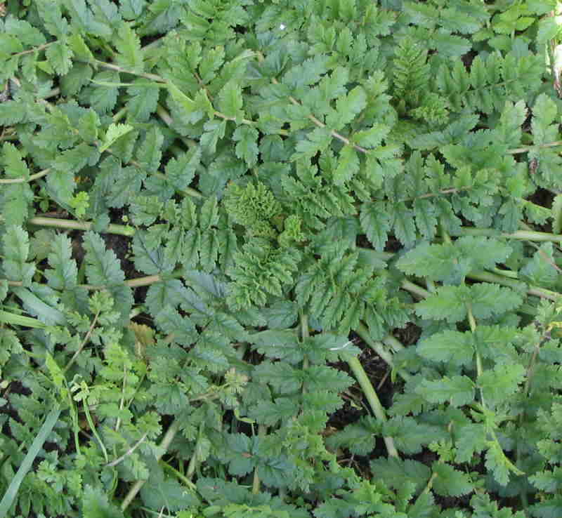 Слика од Erodium moschatum (L.) L'Her.